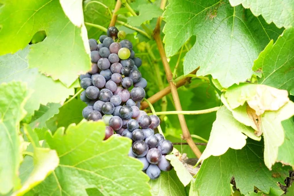 葡萄